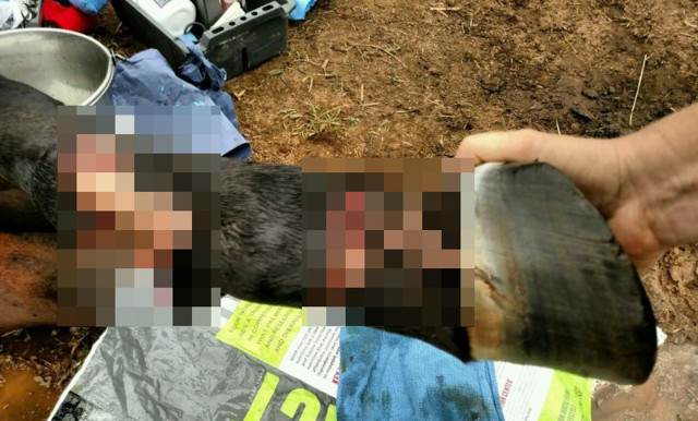 Конь повредил ногу о забор из колючей проволоки