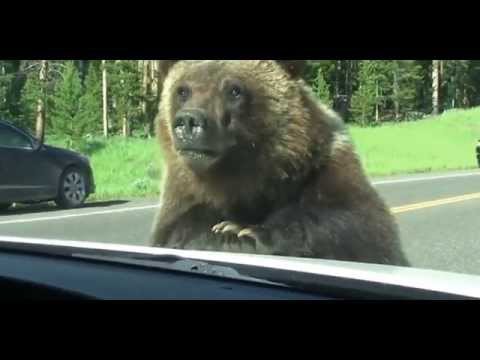 Медведь Попытался Залесть на Машину Потом поссал и Убежал Люди в шоке
