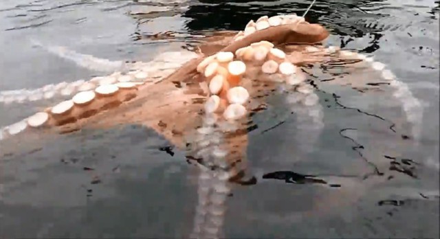 Улов гигантского осьминога!