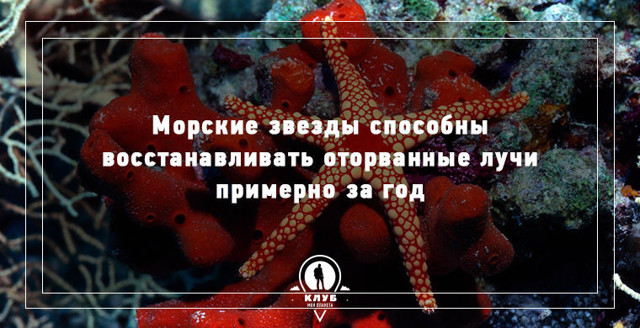 9 интересных фактов про морских обитателей