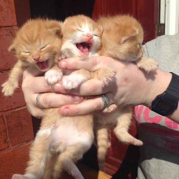 10 фотографий кошек, которые подарят вам улыбку