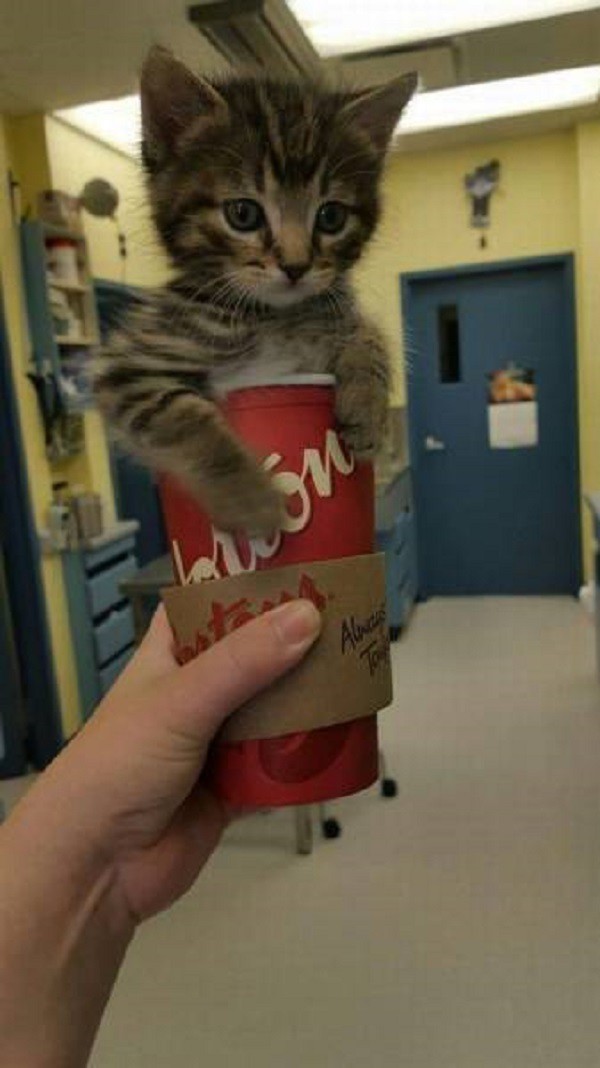  Котоняшка