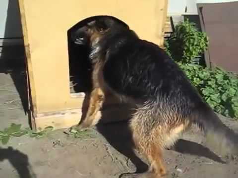 Собака вытаскивает палку из буды
