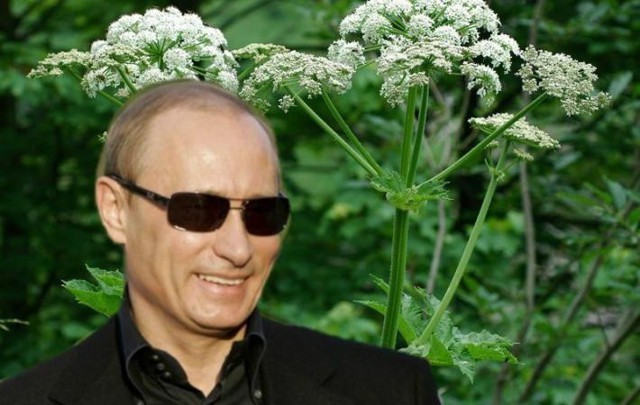 Путин виноват в зарослях борщевика в Британии