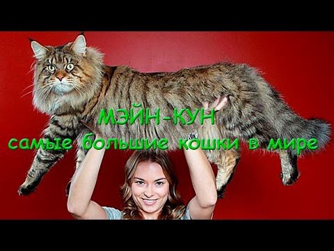 МЭЙН - КУН САМЫЕ БОЛЬШИЕ КОШКИ В МИРЕ