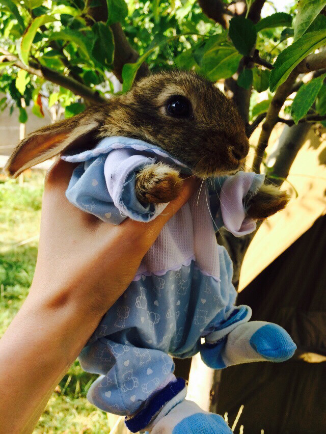 Наши любимцы