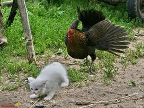 Петух против кота // Chicken vs Cat