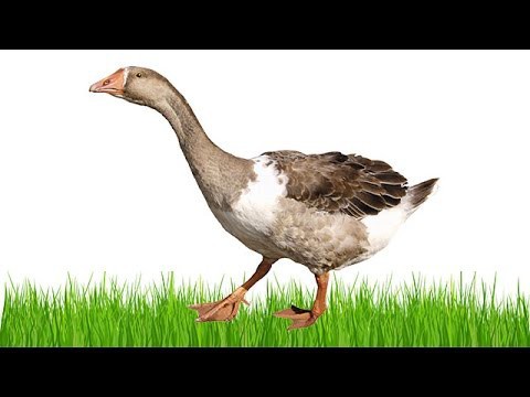 Два весёлых гуся