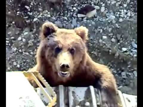 Кто тут начальник?