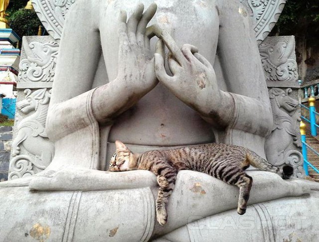 Коты-буддисты: гармония и единение