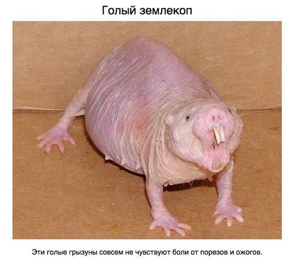 Самые страшные чудовища Земли