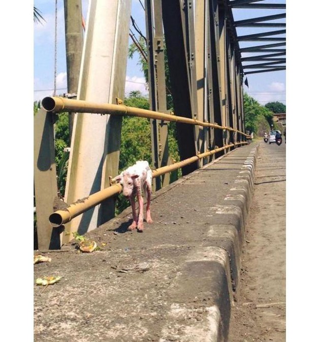 Как спасали собаку Келси