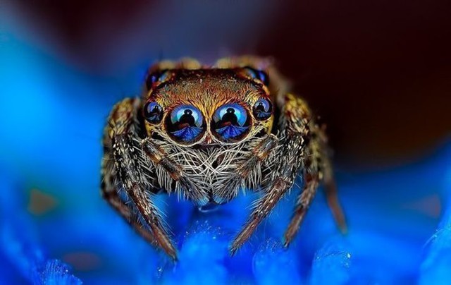 10 самых милых пауков в мире