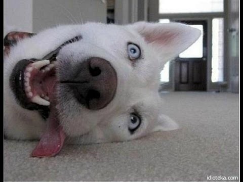 Смешные приколы про собак