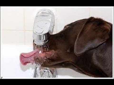 Собачий сушняк и другие приколы..