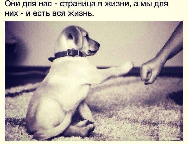 Наши друзья