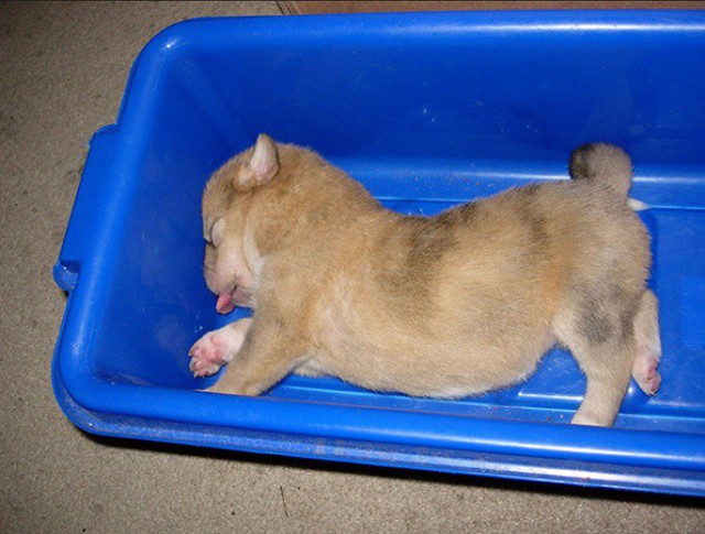 15 щенков, которые спят где хотят и как хотят