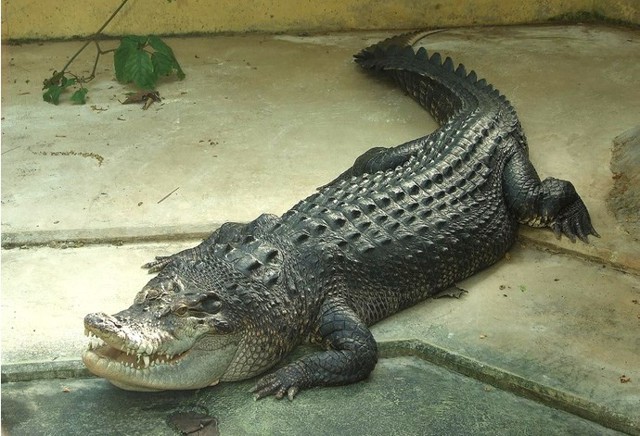 Тайны главного зверинца: в Московском зоопарке живет крокодил Гитлера