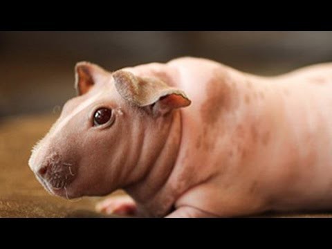Голые морские свинки 