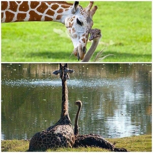 Животные