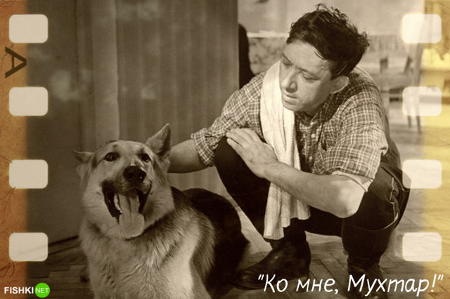 Собачья работа: звёздные роли четвероногих в кино