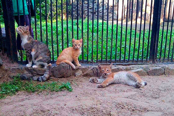 В зоопарке Новосибирска кошка выкормила детёныша рыси