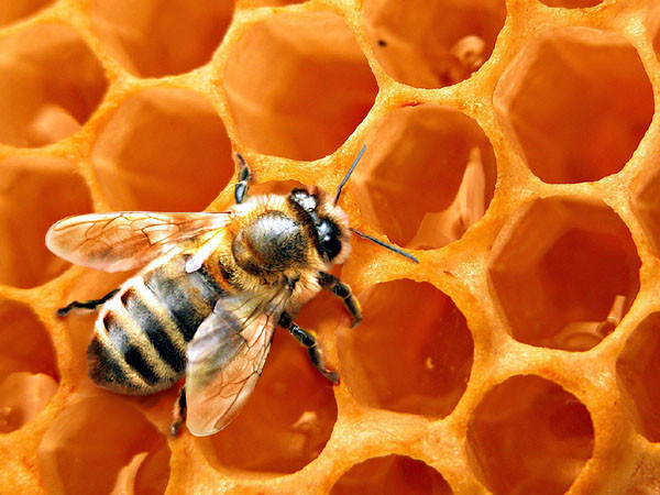 Как пчелы делают мёд
