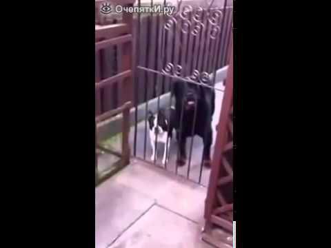 Собака передразнивает хозяина