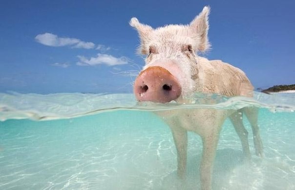 Плавающие свинки у Багамских островов 