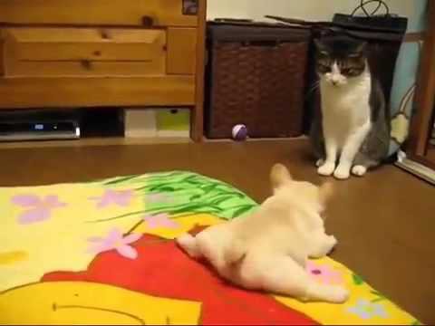 Первая охота на кота