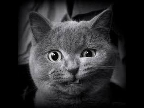 Смешные и прикольные видео из жизни кошек