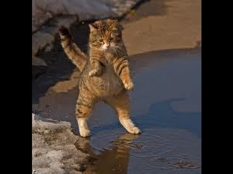 Самые лучшие видеоприколы с кошками 2015