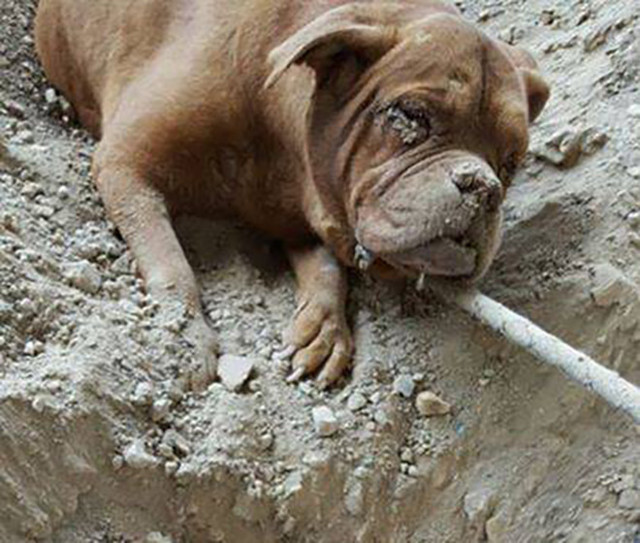 Во Франции разгорелся скандал из-за заживо похороненной собаки 