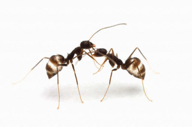 Муравьи переносят тяжести с умом
