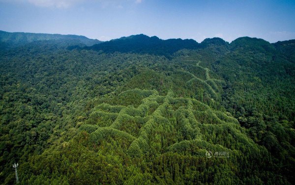 В китайском лесу обнаружили загадочные фигуры
