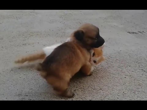 Молодые бойцы