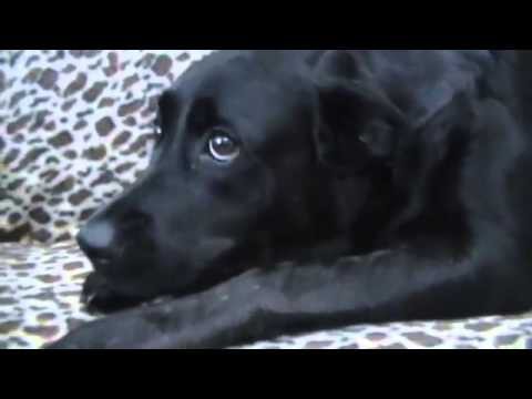 Настоящая дружба , охрана кота собако