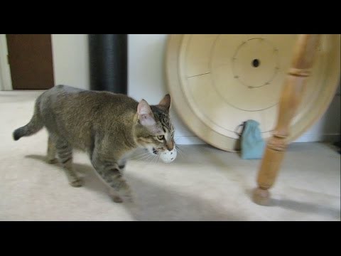Электронная кормушка, заставляющая кота "охотиться" ради обеда