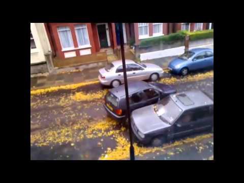 Курица за рулём