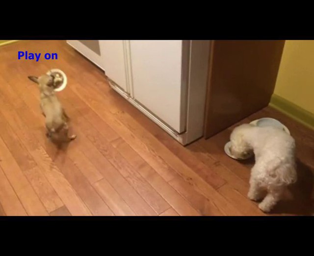 Собака не ест одна!