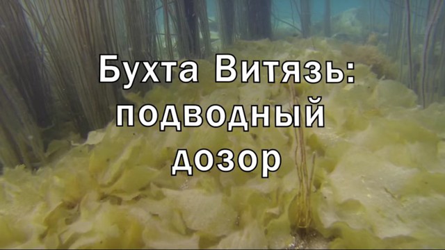 «Бухта Витязь: подводный дозор»