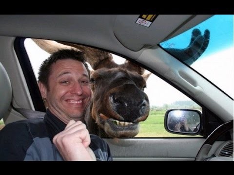 Прикол! Мужик против ЛОСЯ