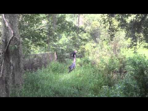 Пастух огромного крокодила 