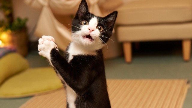 Забавные котэ