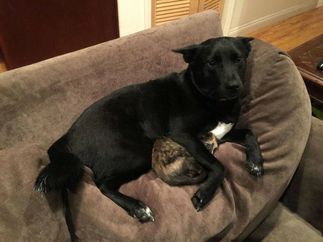 Собака, успокаивающая кота во время грозы, стала новым интернет-мемом