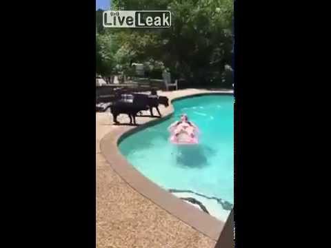 Хозяйка проверила собаку на слабо