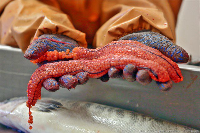 Как делают икру 