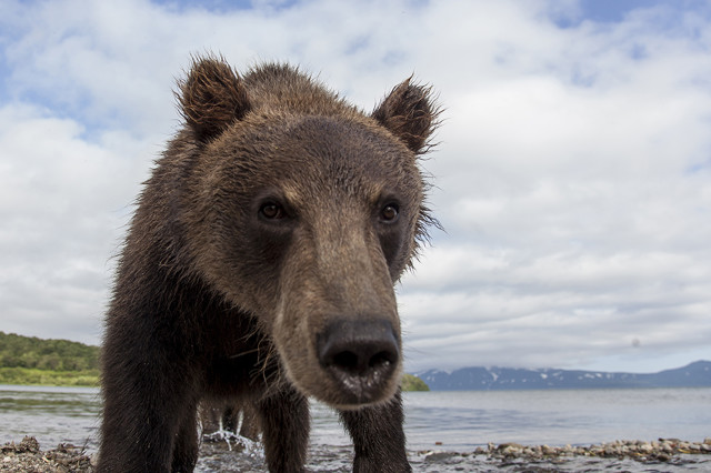 Секрет удачного снимка медведя в естественной среде обитания