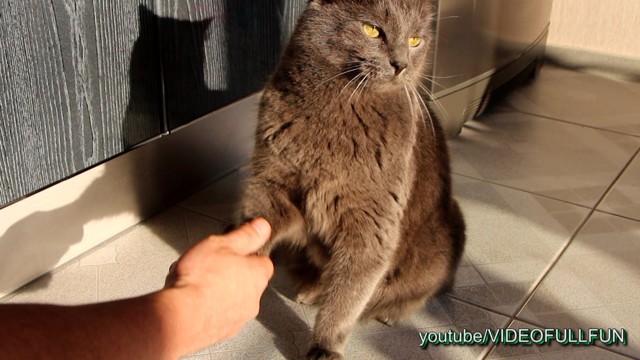 КотоПёс - полиглот или “Multilingual CatDog”