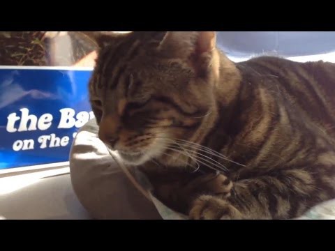 Как звучат коты